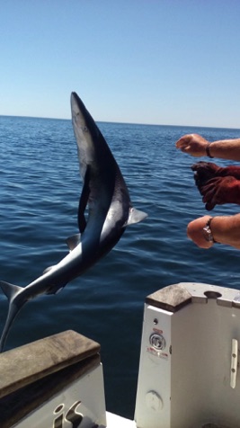 Algarve Blue Shark.jpg Algarve Blue Shark.jpg